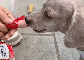 M2710009 Recuse the poor abandoned puppy cover a long dirty hair will you save it #animal #help #save #love #animallove #foryou #dog #pet part2