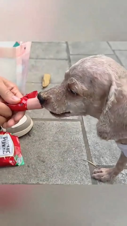 M2710009 Recuse the poor abandoned puppy cover a long dirty hair will you save it #animal #help #save #love #animallove #foryou #dog #pet part2