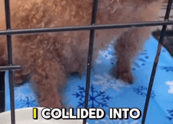 M2710010 Rescuing Abandoned Puppy Dog from Heavy Trafic #puppyresue #dogrescue #dogreaction #dogadoption #rescuedog #cutedog part2