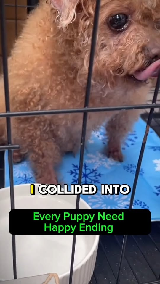 M2710010 Rescuing Abandoned Puppy Dog from Heavy Trafic #puppyresue #dogrescue #dogreaction #dogadoption #rescuedog #cutedog part2