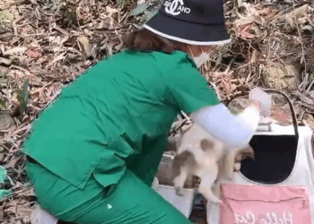 M2010013 Rescue a puppy 🙏🙏🙏🙏🙏🙏🙏❤️❤️❤️❤️❤️❤️❤️❤️❤️#rescue #rescueanimals #dog #puppy #animals #rescuepuppy #fyp part2