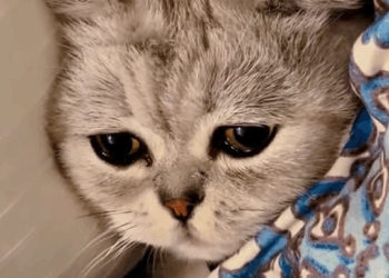 M2710011 I found a cat outside the window on the 29th floor