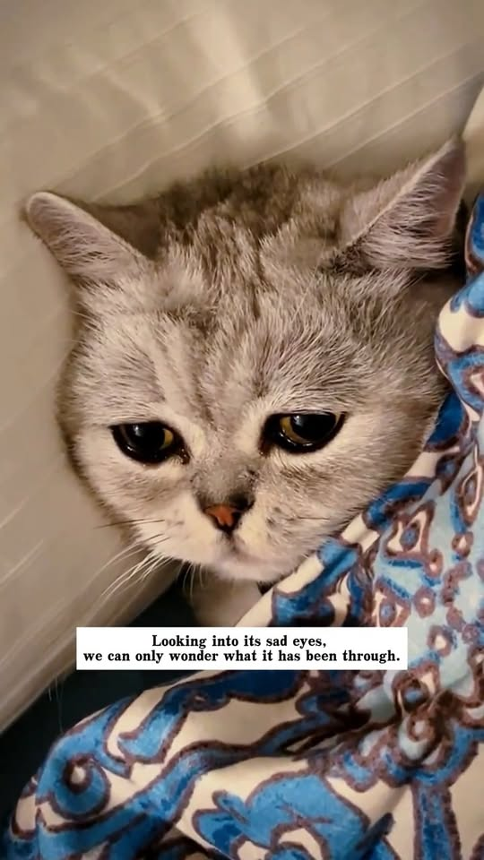 M2710011 I found a cat outside the window on the 29th floor