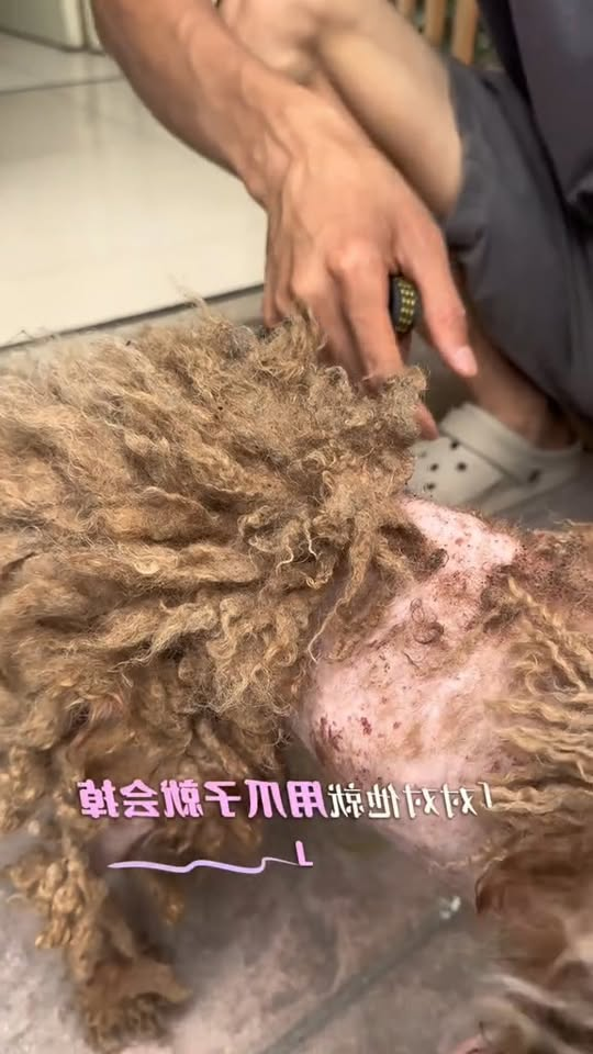 M2710013 Rescue poor dog #pet #xuhuong #fyp #trending #dogsoftiktok #petsoftiktok #dog part2