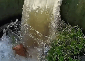 M2710014 #poordog #dog #dogsoftiktok #doglover part1