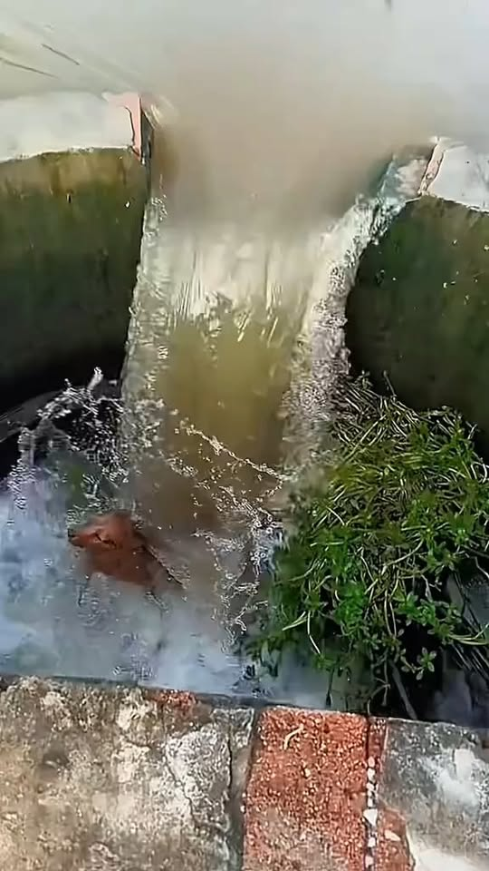 M2710014 #poordog #dog #dogsoftiktok #doglover part1