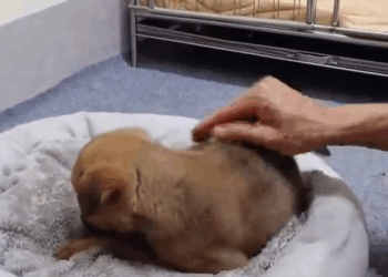 M2710015 Recuse the poor dog had his mouth tied duct tape 😭 #animal #help #save #love #fyp #animallove #foryou #pet #amazing part2