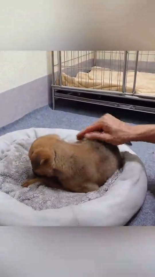 M2710015 Recuse the poor dog had his mouth tied duct tape 😠#animal #help #save #love #fyp #animallove #foryou #pet #amazing part2