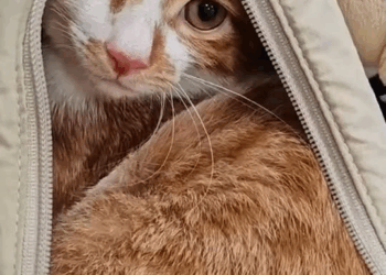 M2710016 #tiktok #animals #foryou #fyp #rescue part2