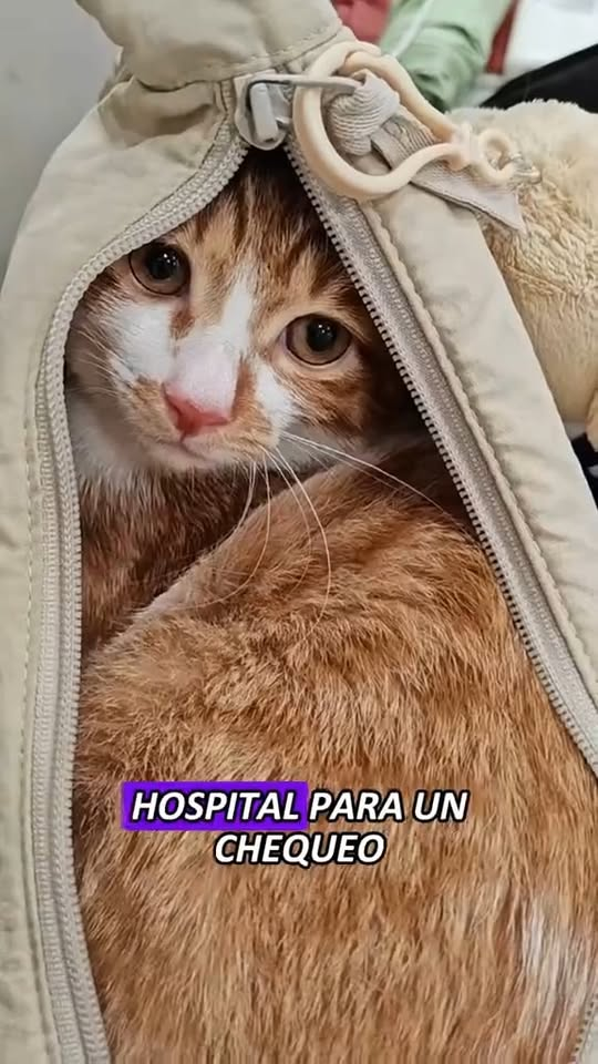 M2710016 #tiktok #animals #foryou #fyp #rescue part2