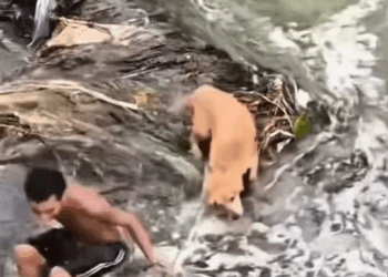 M2710017 Así fue el rescate de un perrito en el río Otún ❤️👏🏻 Aquí Colombia part2