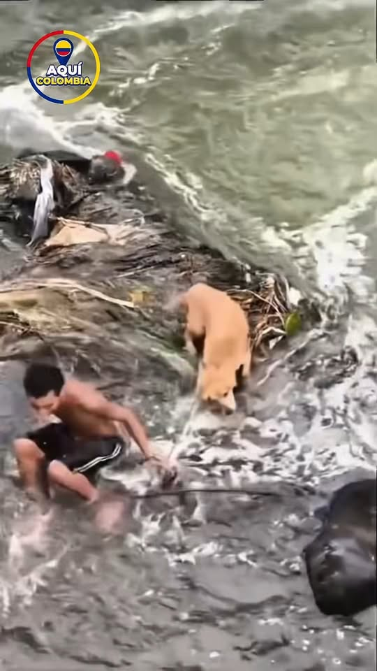 M2710017 Así fue el rescate de un perrito en el río Otún ❤️👏🏻 Aquí Colombia part2
