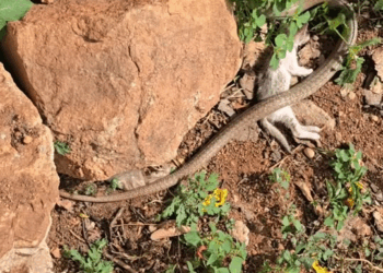 M2710018 Indian cobra snake and cat Snake bite cat is dead RIP 😭😭😭 part2