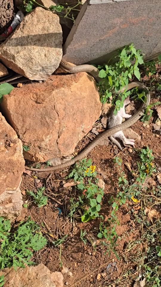 M2710018 Indian cobra snake and cat Snake bite cat is dead RIP 😭😭😭 part2