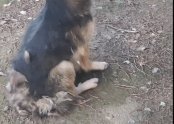 M2710019 Poor dog #pet #fyp #xuhuong #trending #dog #dogsoftiktok #petsoftiktok part2