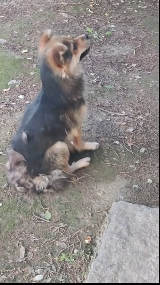 M2710019 Poor dog #pet #fyp #xuhuong #trending #dog #dogsoftiktok #petsoftiktok part2