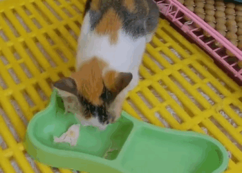 M2010014 The man tried to save a kitten lying on the highway and a miracle happened to the kitten #cat #catsoftiktok #kittensoftiktok #animals #animalso part2