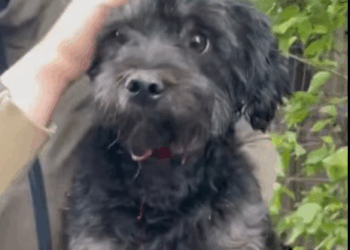 M2710020 ‼️ CRITICAL ‼️ ⚠️ Photos and videos may be graphic and distressing ⚠️ 💔 I’m so sorry we’ve had to say goodbye to part1