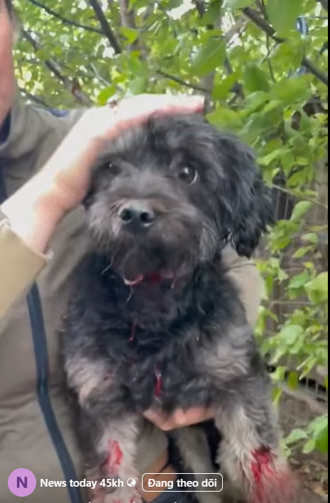 M2710020 ‼️ CRITICAL ‼️ ⚠️ Photos and videos may be graphic and distressing ⚠️ 💔 I’m so sorry we’ve had to say goodbye to part1