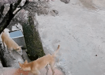 M2710017_Omg my puppy( #animals #dogs #dogsoftiktok #wildanimals #wildlife _part2