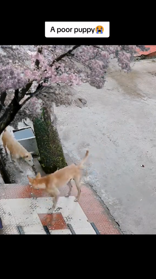 M2710017_Omg my puppy( #animals #dogs #dogsoftiktok #wildanimals #wildlife _part2