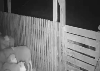 M2910001 #are #scary #fy #cctv #skinwalker Luckily his head got stuck in a barn door