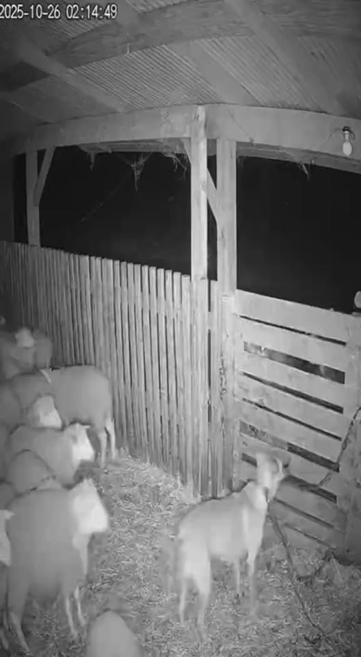 M2910001 #are #scary #fy #cctv #skinwalker Luckily his head got stuck in a barn door