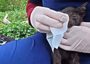 M2910004 true hero #humanity #emotional #edit #rescuedog part2