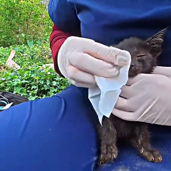 M2910004 true hero #humanity #emotional #edit #rescuedog part2