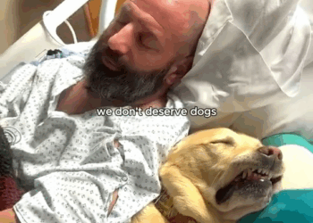M2910005 we don’t deserve dogs #hopecore #positivity #wholesome #dogs #fyp part2
