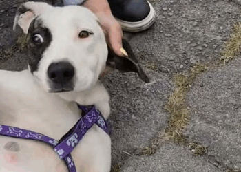 M2910007 407K views · 17K reactions 😢💔 SU BARRIGUITA VA A EXPLOTAR Y NADIE LA AYUD4… 💔😢 🚨🆘 UNA MADRE ESTÁ MUR¡END0 EN SILENCIO 🆘 Entre llantos y d part2