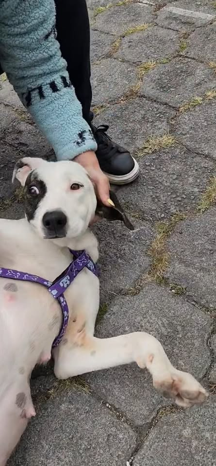 M2910007 407K views · 17K reactions 😢💔 SU BARRIGUITA VA A EXPLOTAR Y NADIE LA AYUD4… 💔😢 🚨🆘 UNA MADRE ESTÁ MUR¡END0 EN SILENCIO 🆘 Entre llantos y d part2