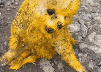 M2010015 They smeared paint on him, then left him alone #rescue #rescuedog #rescuepuppy #dog #dogsoftiktok #puppy #petsoftiktok #animals #animalsoftiktok part2