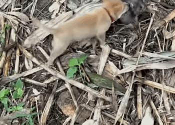 M2910008 🐶🦮🐀 #reels #fyp #funny #video Raty Soy part1