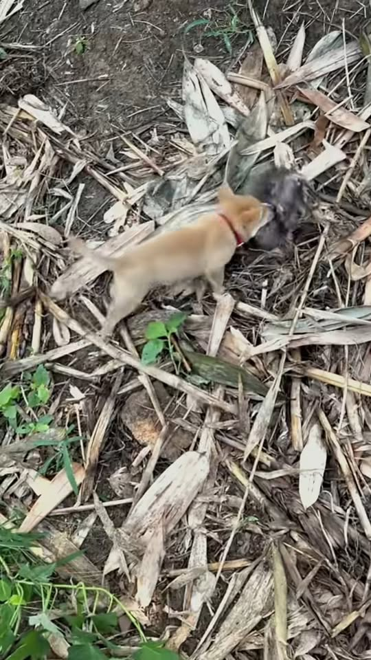 M2910008 🐶🦮🐀 #reels #fyp #funny #video Raty Soy part1