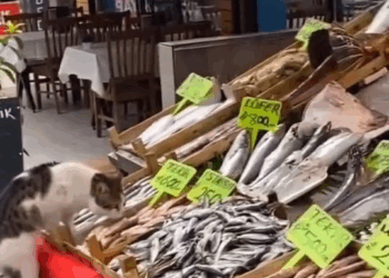 M2910009 IOHWYKQI part2