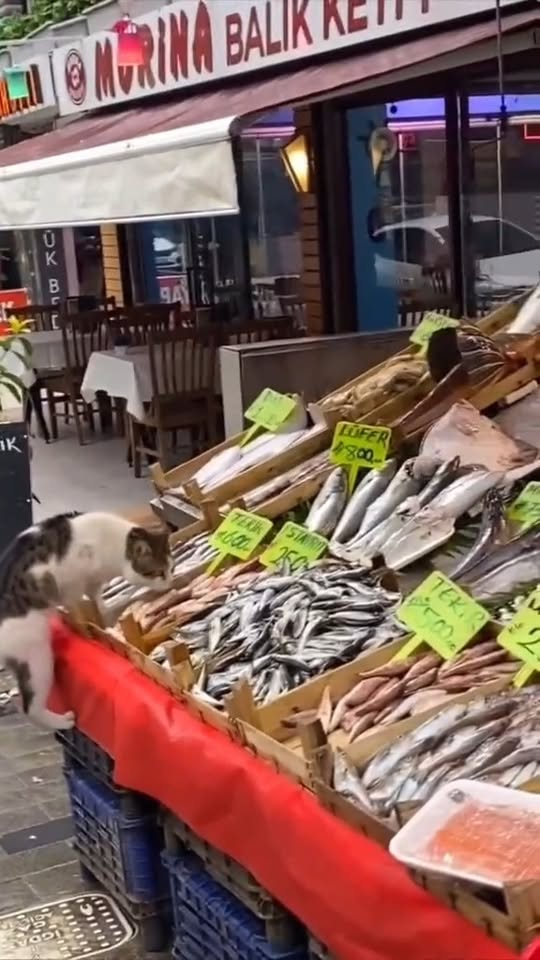 M2910009 IOHWYKQI part2