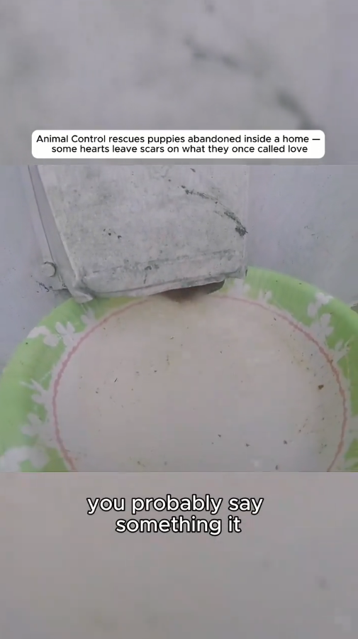 M2910011 Part 2 Animal Control rescues puppies abandoned inside a home some hearts leave scars on what they once called love #trending #animals #rescue part2