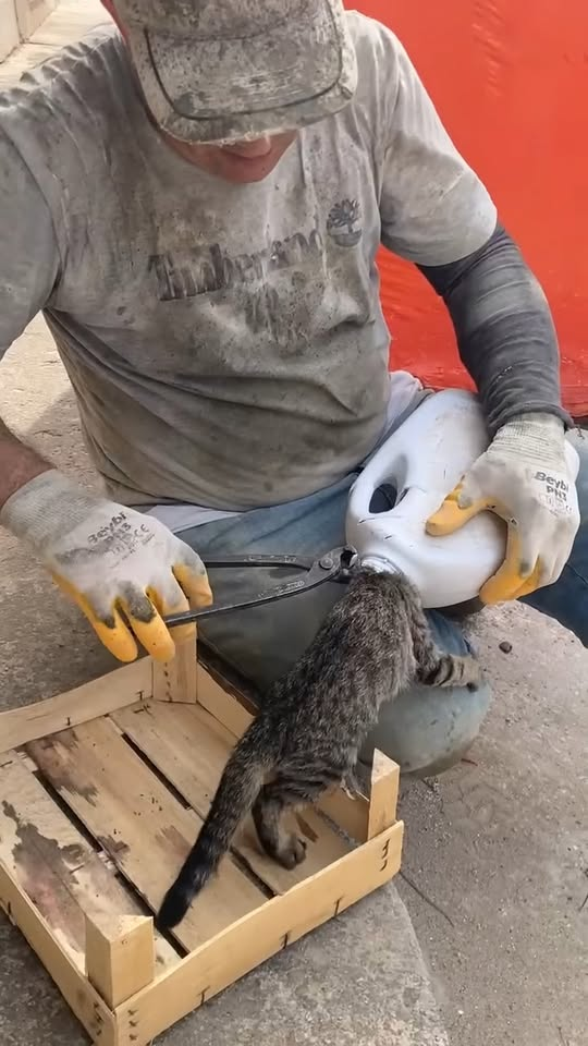 M2910013 Güzel kalpli bir kardeşimiz getirdi biz de kurtardık #hayvansevgisi Topcu Demir part2