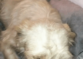 M2910014 Ayer en la noche encontré esta perrita en la orilla de la carretera