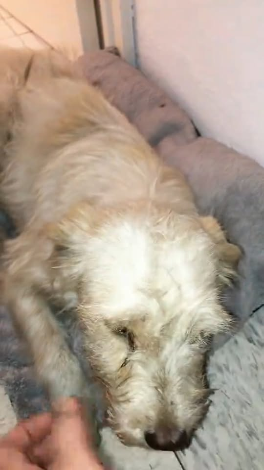 M2910014 Ayer en la noche encontré esta perrita en la orilla de la carretera