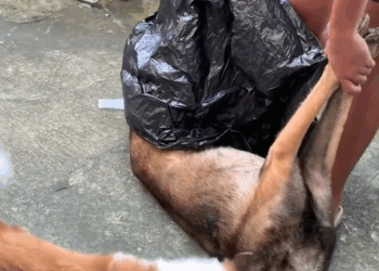 M2910015 Kung pwede ka lang talaga mabuhay ulit bespren ko😭 #fyp #bestfrienddogforever #belgianmalinois part2