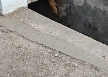 M2910016 It’s over, the children are all lost. Part 2