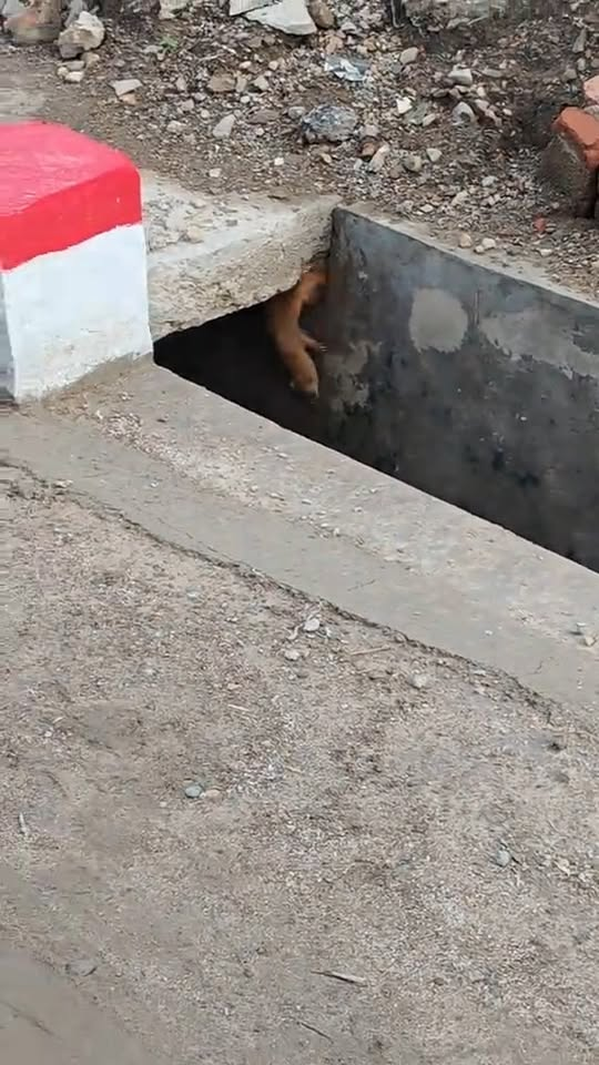 M2910016 It’s over, the children are all lost. Part 2