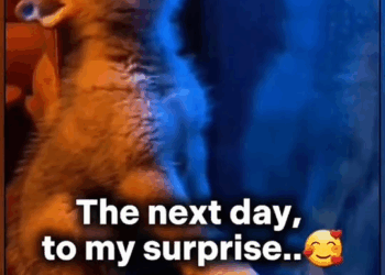 M2910017 Part 2 We Saved A Wolf Pup 🥹 #wolf #pup #rescue #fyp #wholesome part2