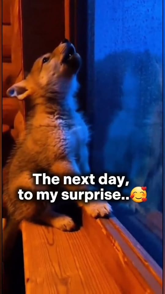 M2910017 Part 2 We Saved A Wolf Pup 🥹 #wolf #pup #rescue #fyp #wholesome part2