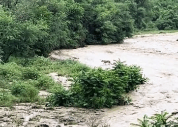 M2910018 #fypシ #parati #perritos #lluviasfuertes #fyppppppppppppppppppppppp #asalvo part2