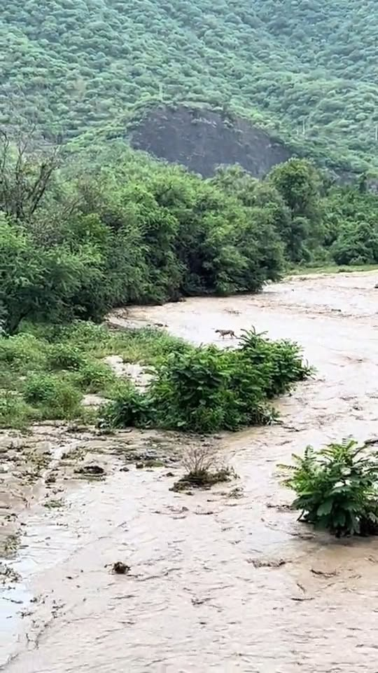 M2910018 #fypシ #parati #perritos #lluviasfuertes #fyppppppppppppppppppppppp #asalvo part2