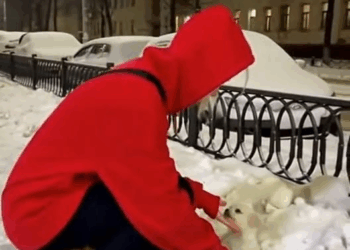 M2910019 Crimson Warmth in the Snow ❤️❄️#dogrescue #kitten #animallover #kindness #animalrescue part2