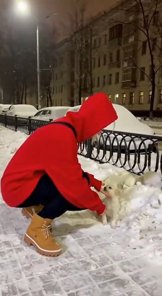 M2910019 Crimson Warmth in the Snow ❤️❄️#dogrescue #kitten #animallover #kindness #animalrescue part2